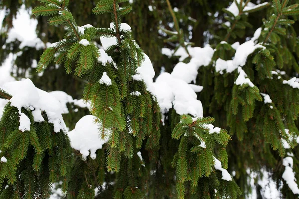 전나무 지점 및 눈 겨울 숲에서 — 스톡 사진