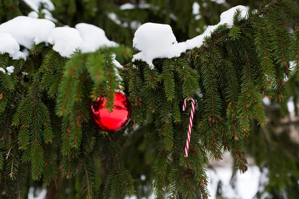 전나무 나무 가지에 사탕 지팡이 크리스마스 볼 — 스톡 사진