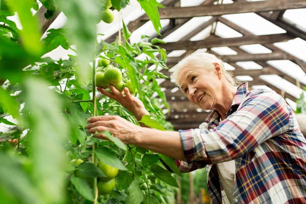 Senior vrouw groeiende tomaten op boerderij broeikasgassen — Stockfoto