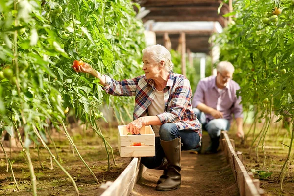 Gammal kvinna plocka tomater upp på gården växthus — Stockfoto
