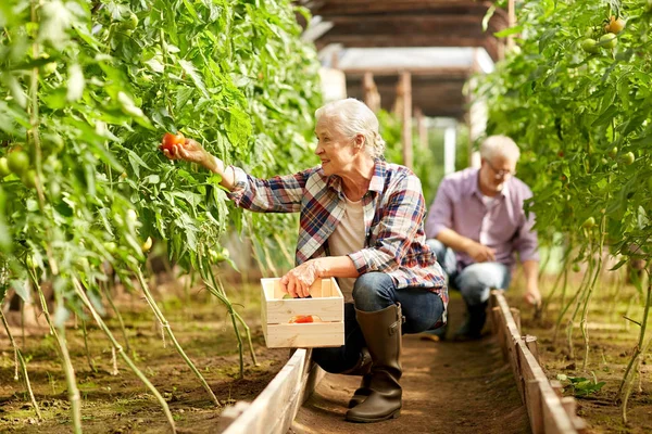 Vieille femme ramasser des tomates à la ferme serre — Photo