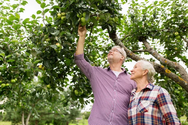 Äldre par med äppelträd på summer garden — Stockfoto