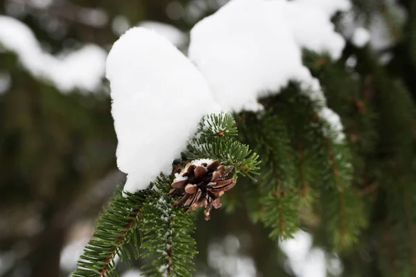 눈과 겨울 숲에서 콘 전나무 지점 — 스톡 사진