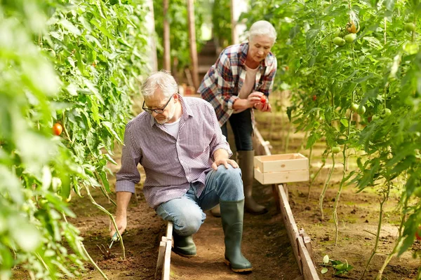 Senior couple working at farm greenhouse — Stock Photo, Image