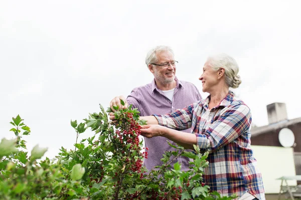 La coppia più anziana che raccoglie il ribes a giardino estivo — Foto Stock