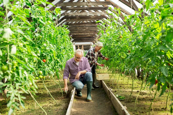 Senior couple working at farm greenhouse — Stock Photo, Image