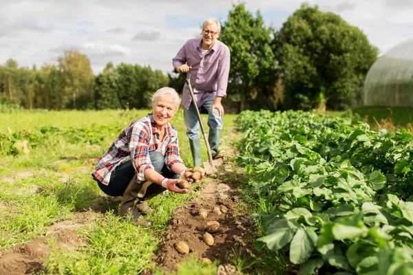 Старша пара висаджує картоплю в саду або на фермі — стокове фото