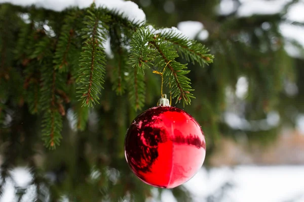 Bola roja de Navidad en rama de abeto con nieve —  Fotos de Stock
