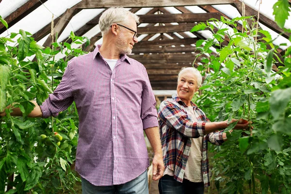 Happy senior couple at farm greenhouse — Stock Photo, Image