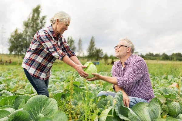 Seniorenpaar pflückt Kohl auf Bauernhof — Stockfoto