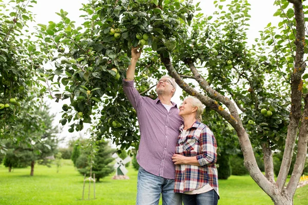 Äldre par med äppelträd på summer garden — Stockfoto