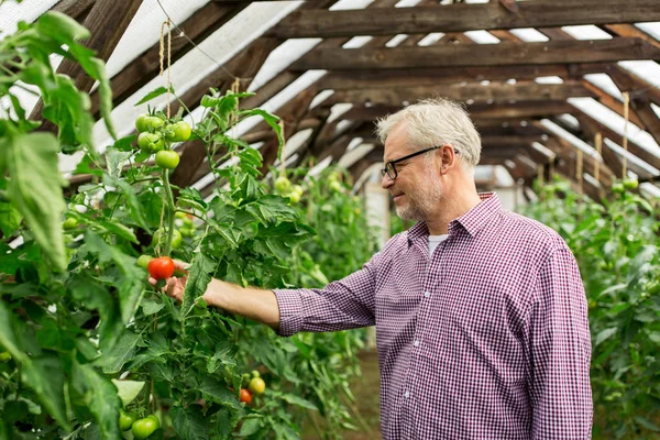 Senior baut Tomaten im Gewächshaus an — Stockfoto