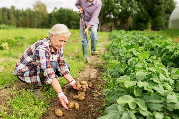 Couple âgé plantant des pommes de terre au jardin ou à la ferme — Photo