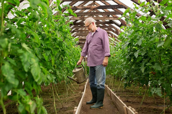 Senior man with watering can at farm greenhouse — Stock Photo, Image