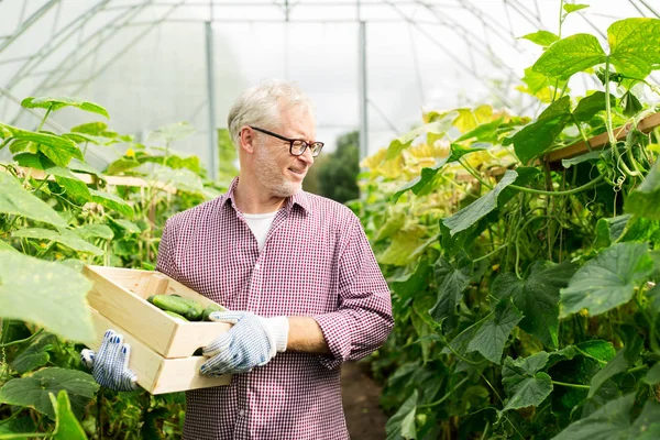 Öreg ember felvette uborka farmon üvegház — Stock Fotó
