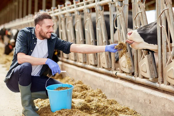 Homem alimentando vacas com feno em galpão na fazenda de laticínios — Fotografia de Stock