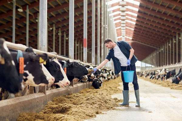 Vacas alimentadas con heno en establo de la granja lechera —  Fotos de Stock