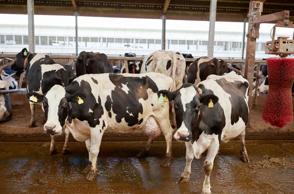 Flock kor tvätt på mjölkgård — Stockfoto