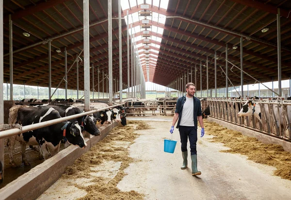 Kühe und Mann mit Eimer Heu auf Bauernhof — Stockfoto