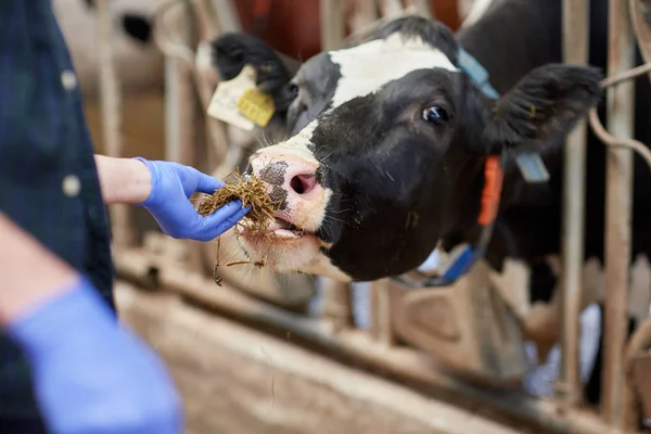 Az ember széna etetése tehén tejüzem közelről — Stock Fotó