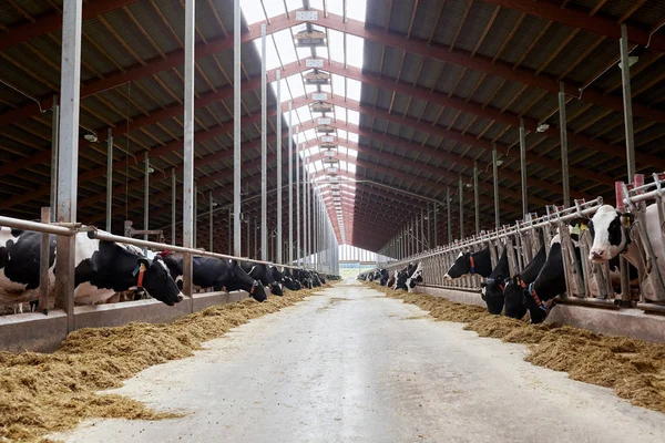 Kudde koeien die hooi eten in een koeienstal op een melkveebedrijf — Stockfoto