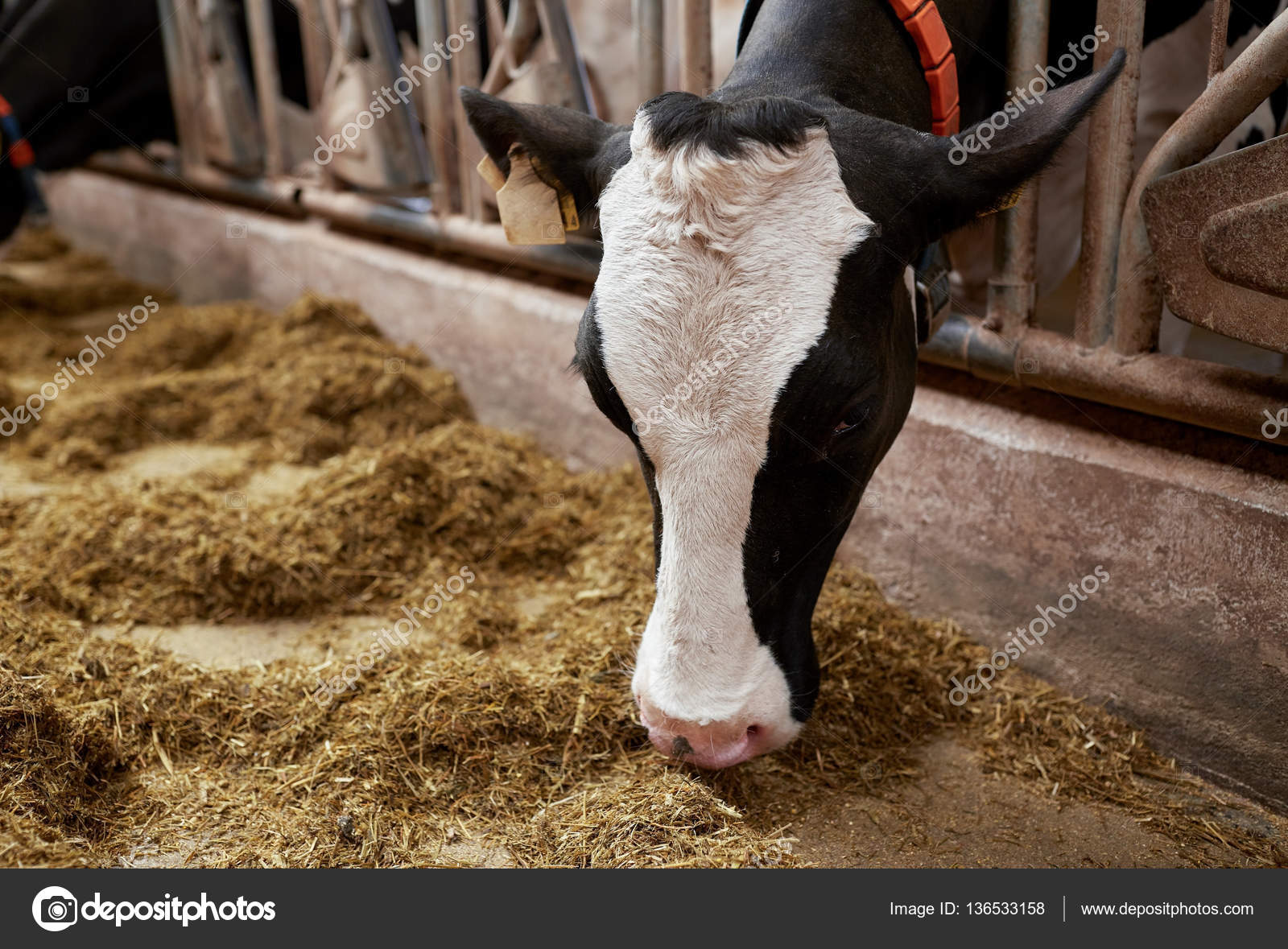 Animal husbandry Stock Photos, Royalty Free Animal husbandry Images | Depositphotos Animal husbandry Stock Photos, Royalty Free Animal husbandry Images | Depositphotos