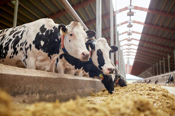 Mandria di vacche che mangia fieno in stalla in azienda lattiera — Foto Stock