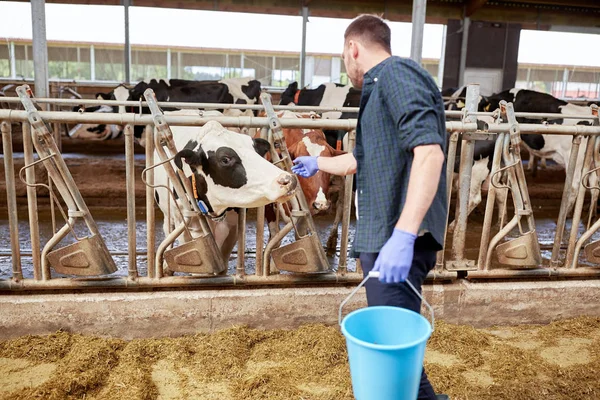 Hombre con vacas y cubo en establo en granja lechera —  Fotos de Stock