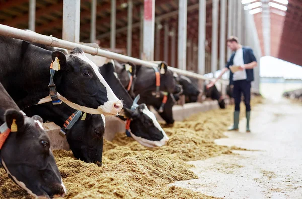 Стадо корів, що їдять сіно в коров'ячому сараї на молочній фермі — стокове фото