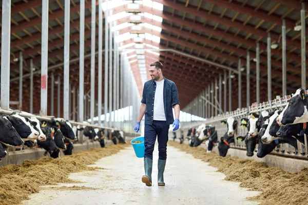 Kühe und Mann mit Eimer Heu auf Bauernhof — Stockfoto