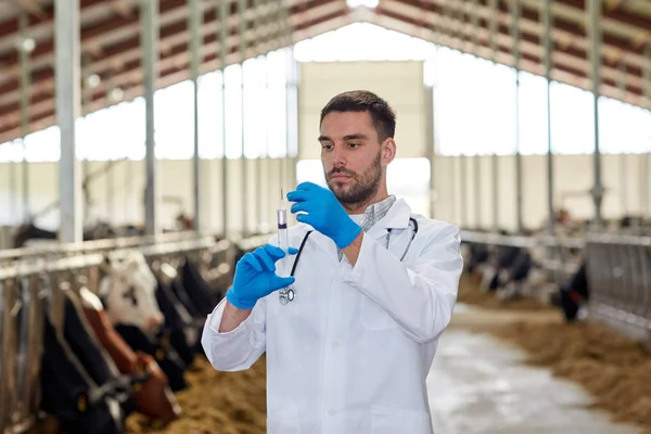 Veterinário com seringa vacas vacinadoras na fazenda — Fotografia de Stock