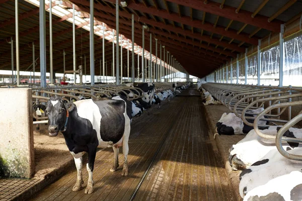 Rebaño de vacas en establo de establo en granja lechera — Foto de Stock