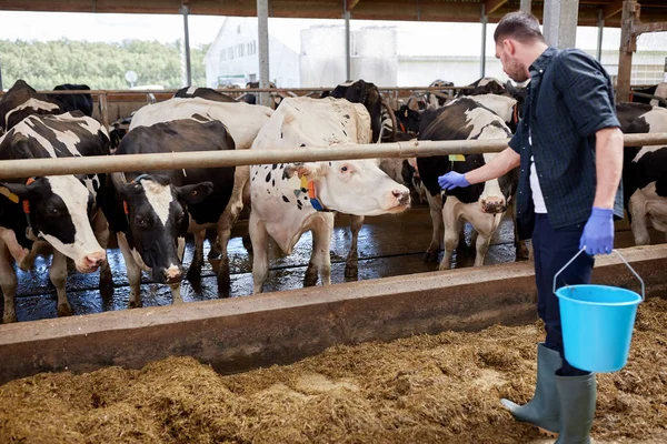 Hombre con vacas y cubo en establo en granja lechera —  Fotos de Stock