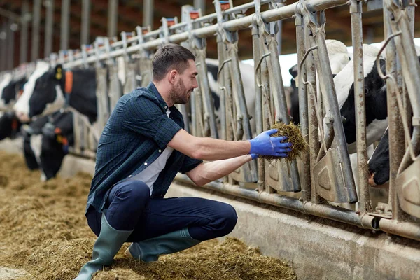 Чоловік годує корів сіном у коров'ячому сараї на молочній фермі — стокове фото