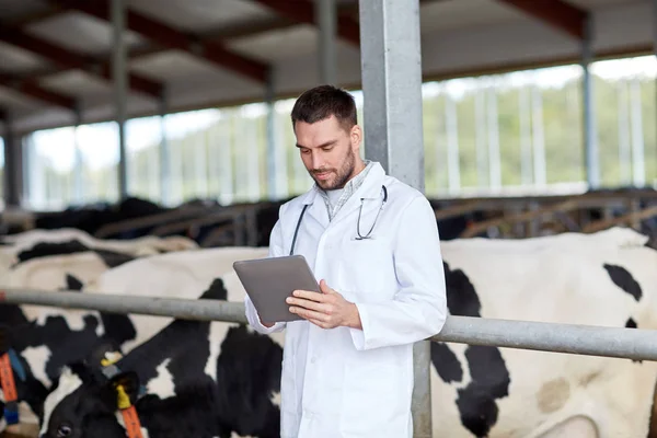 Tierarzt mit Tablet-PC und Kühen auf Milchviehbetrieb — Stockfoto