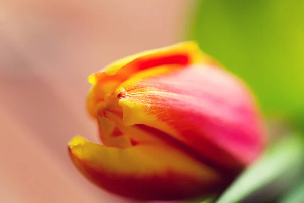 郁金香花的特写 — 图库照片