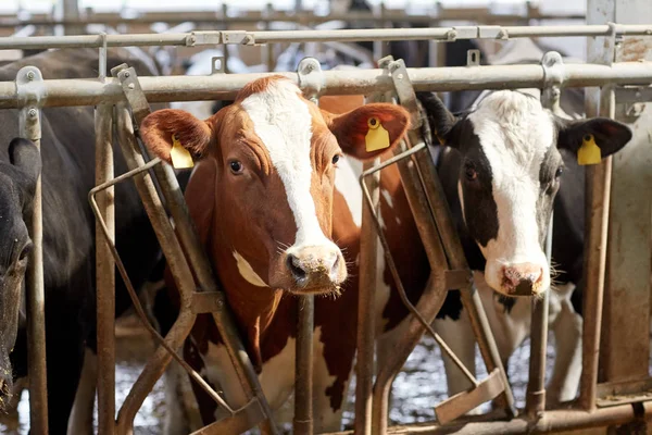 Manada de vacas em estábulo na exploração leiteira — Fotografia de Stock