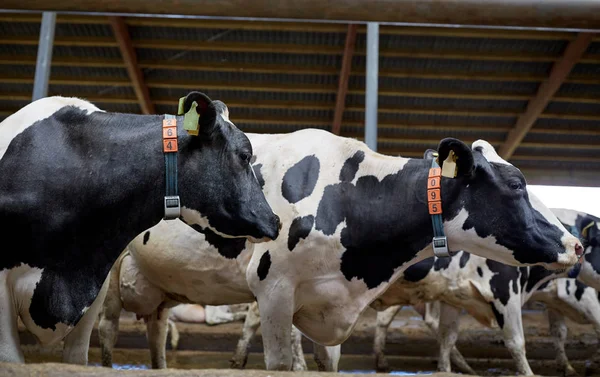 Stado krów w oborze w gospodarstwie mleczarskim — Zdjęcie stockowe