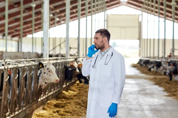 Veterinär läkare ringer på mobilen och kor på gården — Stockfoto