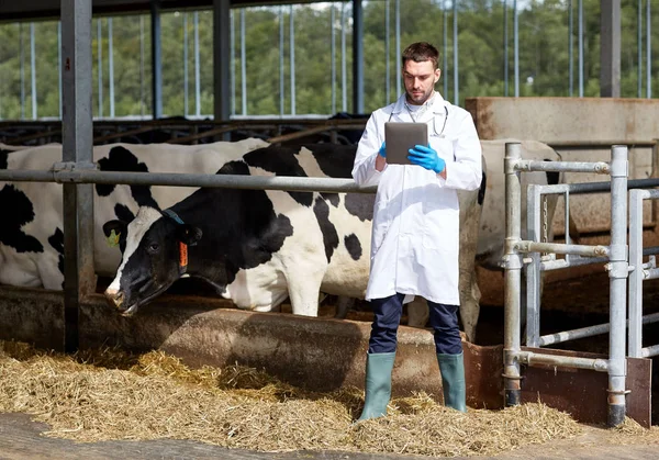 Veterinär med TabletPC och kor på mjölkgård — Stockfoto