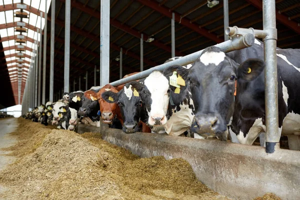 Manada de vacas em estábulo na exploração leiteira — Fotografia de Stock