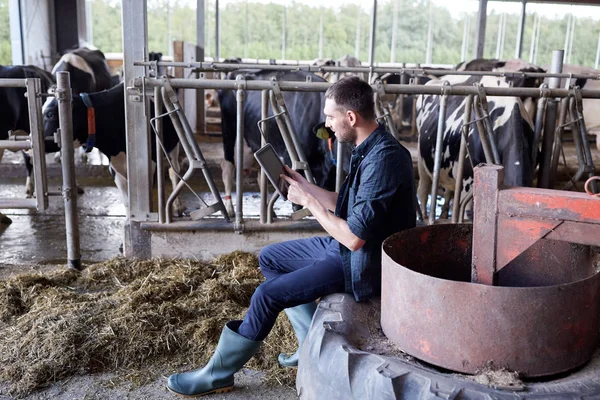 Hombre joven con la tableta PC y vacas en la granja lechera —  Fotos de Stock