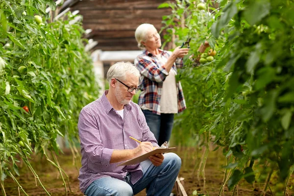 Пожилая пара выращивает помидоры в оранжерее — стоковое фото
