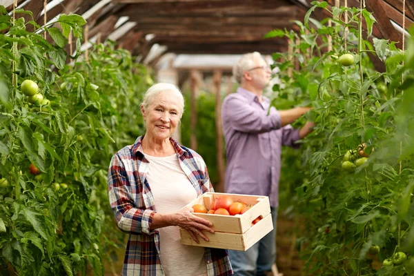 Gammel kvinde plukke tomater op på gården drivhus - Stock-foto