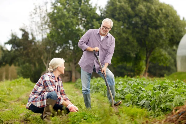 Пожилая пара, работающая в саду или на летней ферме — стоковое фото