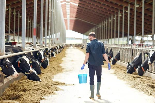 Mann läuft mit Eimer in Kuhstall auf Milchviehbetrieb — Stockfoto