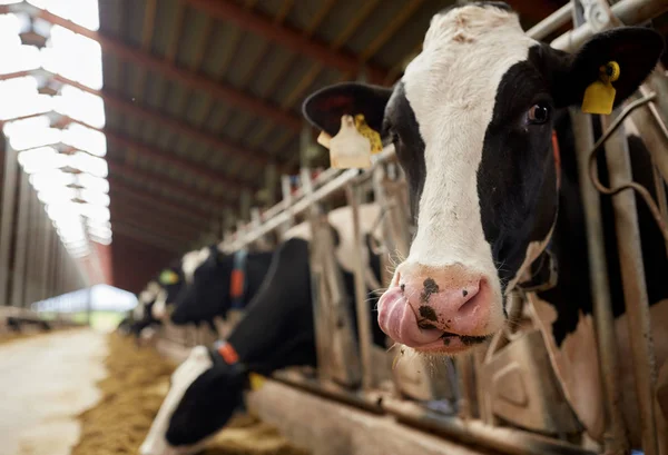 Manada de vacas comendo feno em estábulo na fazenda leiteira — Fotografia de Stock