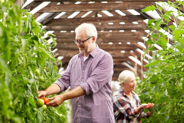 Altes Ehepaar pflückt Tomaten im Gewächshaus — Stockfoto