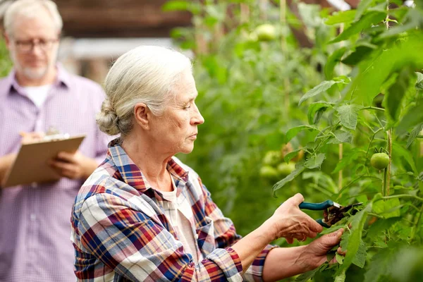 Femme âgée avec taille de jardin à la ferme serre — Photo