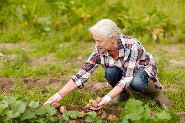 Yaşlı kadın bahçeye ya da çiftliğe patates ekiyor. — Stok fotoğraf